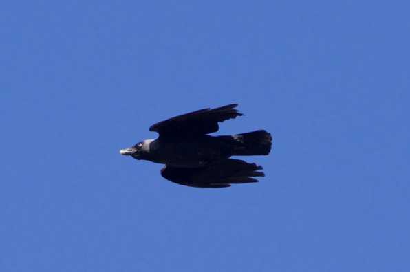23 May 2020 - 15-27-55 
A jackdaw on a mission.
--------------------
Jackdaw in flight over Dartmouth